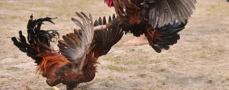 Các kèo cược thường gặp tại đá gà c1 c2 c3 c4