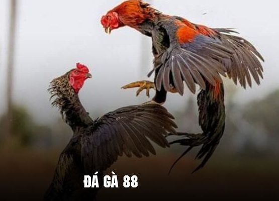 Đá gà 88