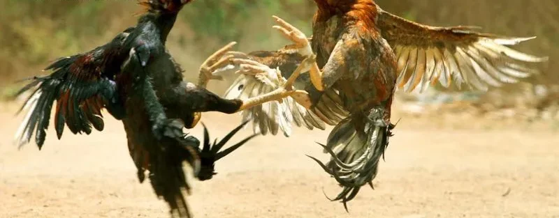 Đá gà C1 C2 C3 C4