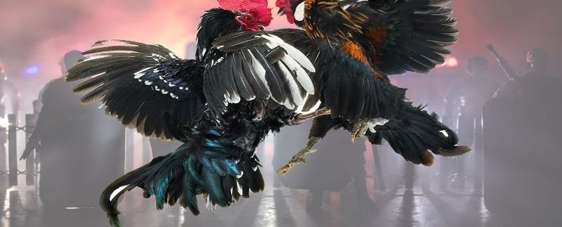 Đá gà trực tiếp 88