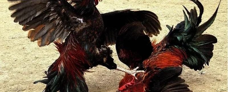 Top 3 hình thức đá gà online đứng đầu lượt xem