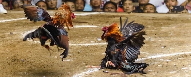 Ưu điểm tạo nên sức hút cho đá gà online 88