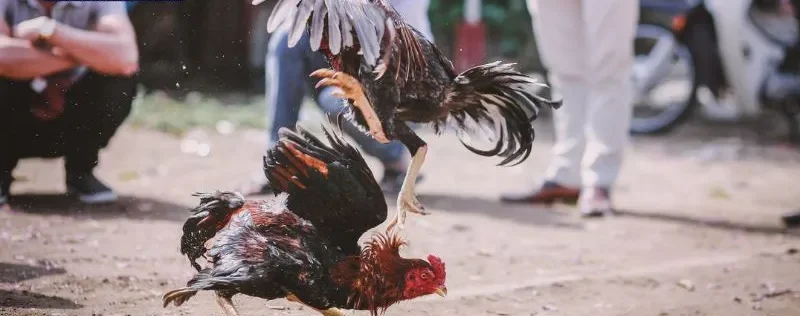 Khái quát nhanh về các giải đá gà c1 c2 c3 c4