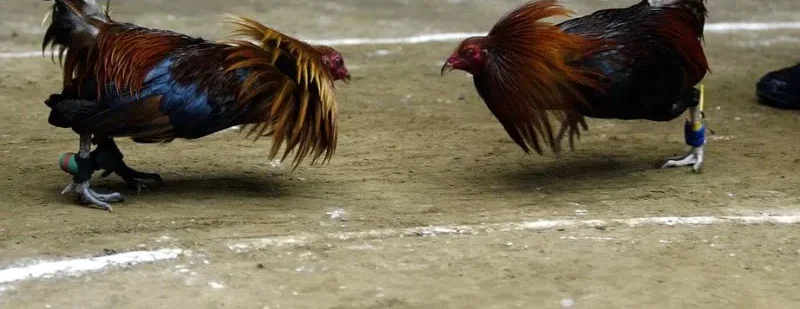 Thế mạnh thu hút cược thủ tham gia giải đá gà c1 c2 c3 c4