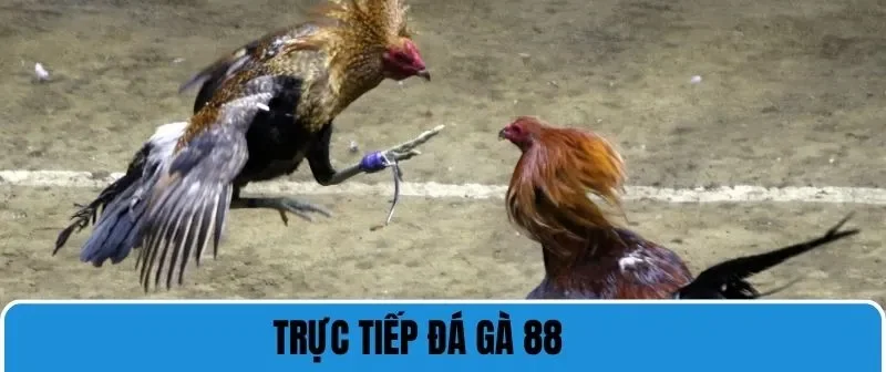 trực tiếp đá gà 88